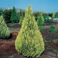 Кипарисовик Лавсона Ивонне