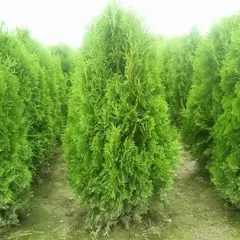 Туя западная Брабант