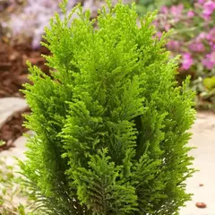 Кипарисовик Лавсона Элвудс Голд