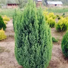 Кипарисовик Лавсона Элвуди