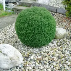 Туя западная Тедди