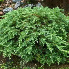 Можжевельник прибрежный Шлягер