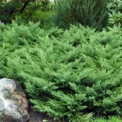 Можжевельник казацкий Рокери Джем