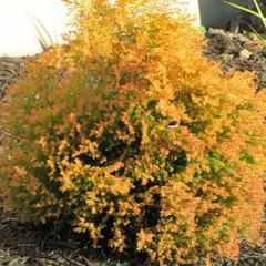 Туя западная Рейнголд