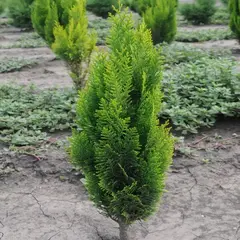 Кипарисовик Лавсона Элвудс Эмпайр