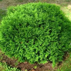 Туя западная Хозери