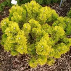 Сосна горная Голден Глоу