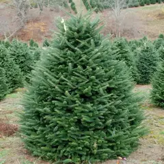 Пихта Фразера