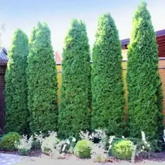 Туя западная Колумна