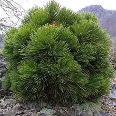 Сосна белокорая (Гельдрейха) Шмидти