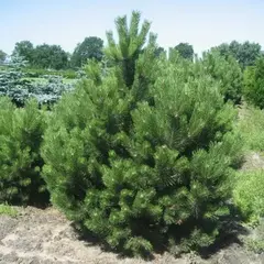 Сосна черная Аустриака