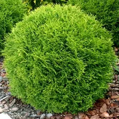 Туя западная Даника