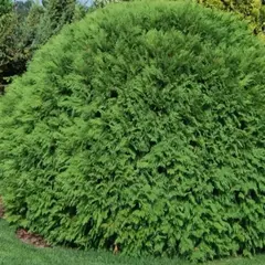 Туя западная Вудварди