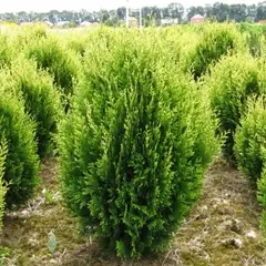 Туя складчатая Корник