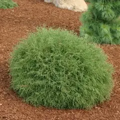 Туя западная Мистер Боулинг Болл