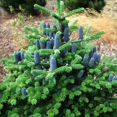 Пихта корейская