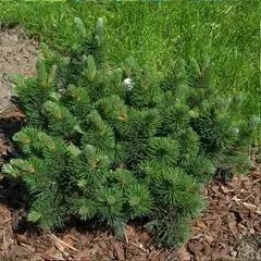 Сосна горная Марч