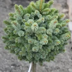 Ель ситхинская Зильберцверг на штамбе