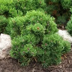 Сосна горная Пикобелло