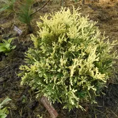 Туя западная Майнекес Цверг