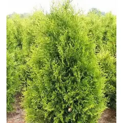 Туя западная Голден Брабант