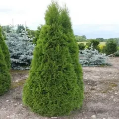 Туя западная Смарагд