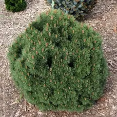 Сосна крючковатая Гнездо