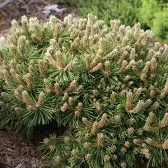 Сосна горная Гном Финдлинг