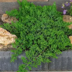 Можжевельник лежачий Нана