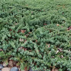 Можжевельник прибрежный Блю Пасифик