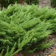 Можжевельник казацкий Кнап Хилл