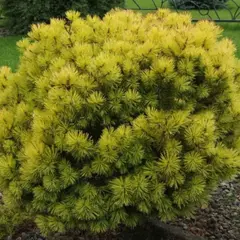 Сосна горная Офир