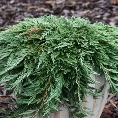 Можжевельник горизонтальный Панкейк