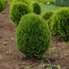 Туя западная Литл Гиант