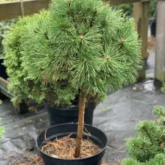 Сосна горная Варелла на штамбе