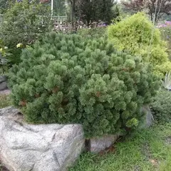 Сосна горная Пумилио