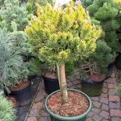 Сосна горная Винтер Голд на штамбе