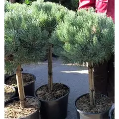 Сосна обыкновенная Ватерери на штамбе