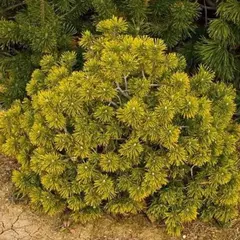 Сосна горная Карстенс Винтерголд