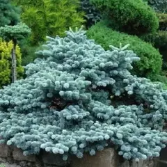 Пихта высокорослая Бизарро