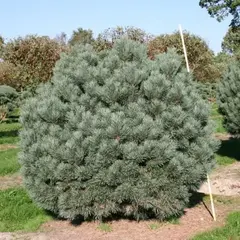 Сосна обыкновенная Ватерери