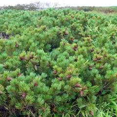 Кедровый стланник Глаука