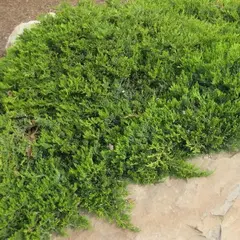 Можжевельник казацкий Броадмур