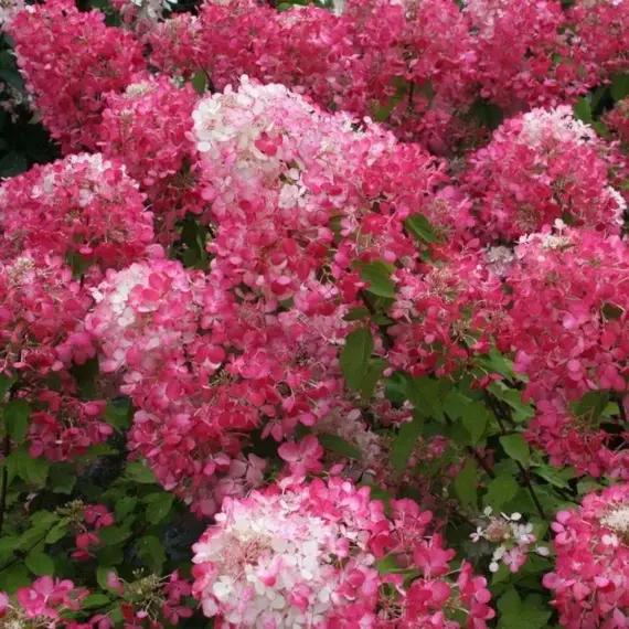Гортензия метельчатая Даймонд Руж