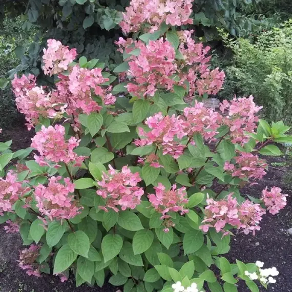 Гортензия метельчатая Эрли Сенсейшн