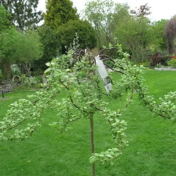 Ива козья Курли Локс на штамбе