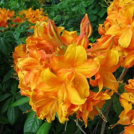 Азалия Клондайк