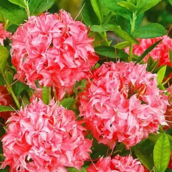 Азалия Хомбуш