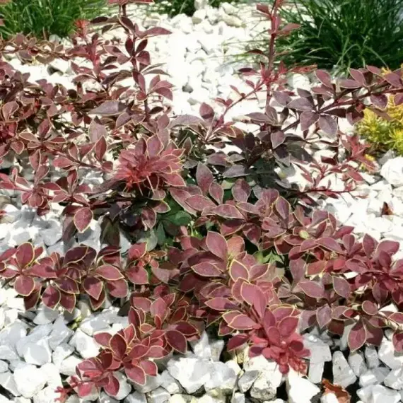 Барбарис тунберга Коронита