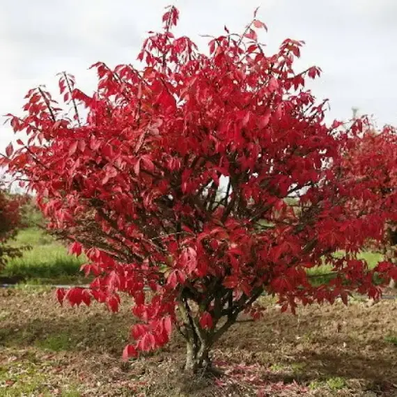 Бересклет европейский